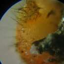 Image of Scutellinia crucipila (Cooke & W. Phillips) J. Moravec 1984