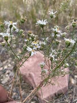 Image of Smooth White American-Aster