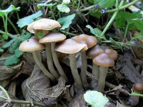 Image of Psilocybe ovoideocystidiata Guzmán & Gaines 2007