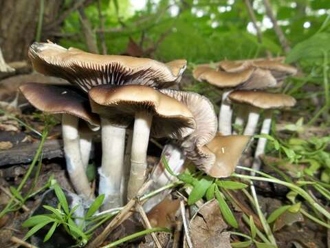 Image of Psilocybe ovoideocystidiata Guzmán & Gaines 2007