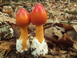 Image of American Caesar's Mushroom