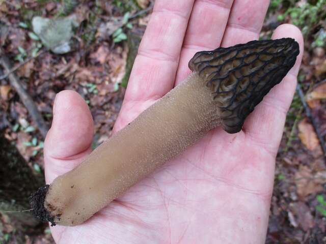 Plancia ëd Morchella angusticeps Peck 1887