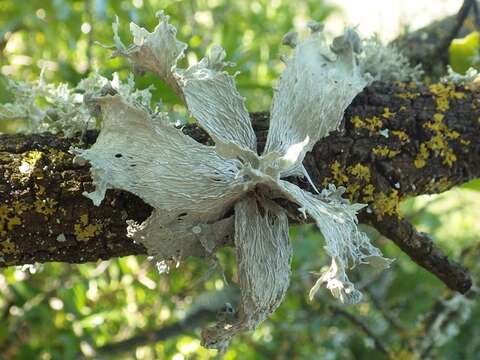 Image of Ramalina Ach.