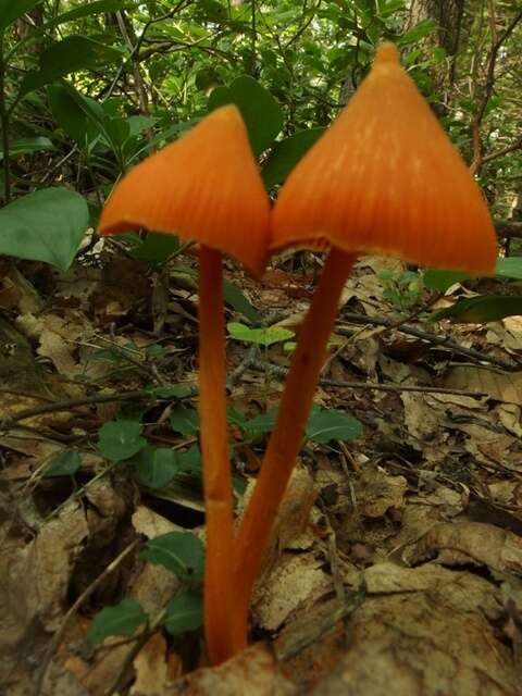 Image of Entoloma salmoneum (Peck) Sacc. 1887