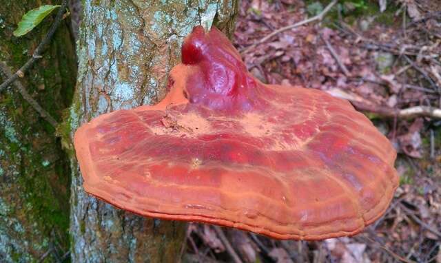 Image of Ganoderma tsugae Murrill 1902