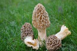 Image of Morchella americana Clowez & Matherly 2012