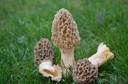 Plancia ëd Morchella americana Clowez & Matherly 2012