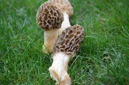 Image of Morchella americana Clowez & Matherly 2012