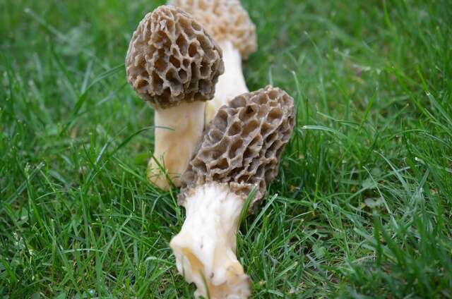 Plancia ëd Morchella americana Clowez & Matherly 2012