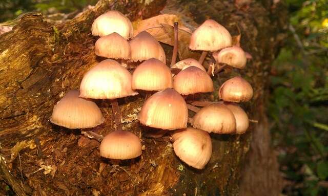 Image of Mycena