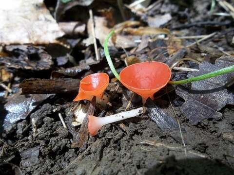 Image of Sarcoscyphaceae