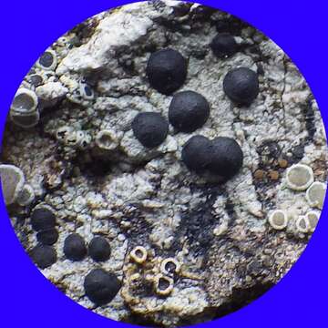 Image of Boreal button lichen;   Disc lichen