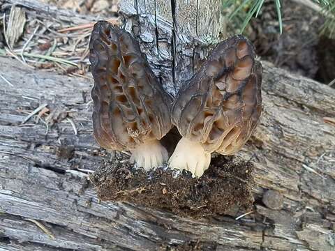 Image de Morchella snyderi M. Kuo & Methven 2012