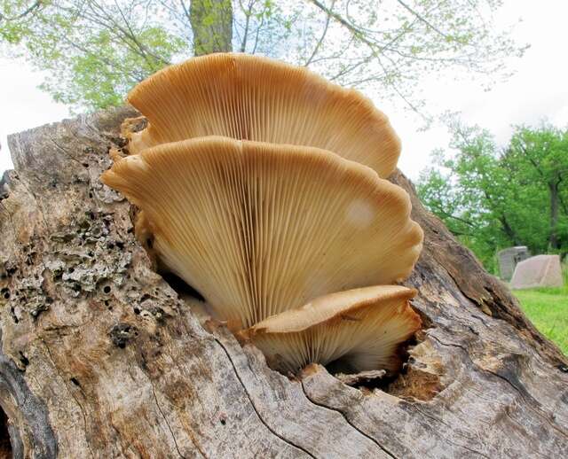 Image of Pleurotus