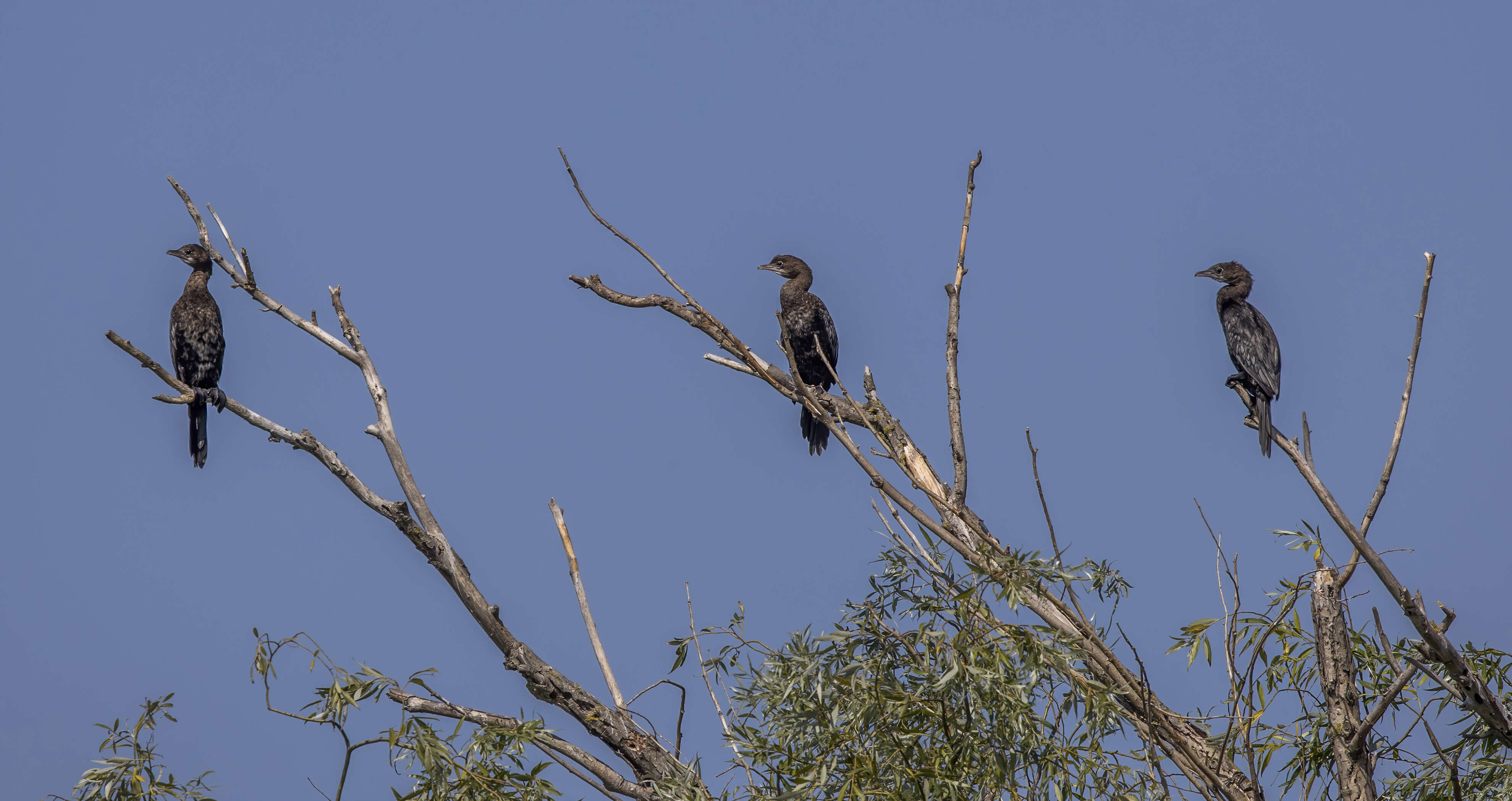 Image of Pygmy Cormorant