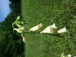 Imagem de Digitalis grandiflora Mill.