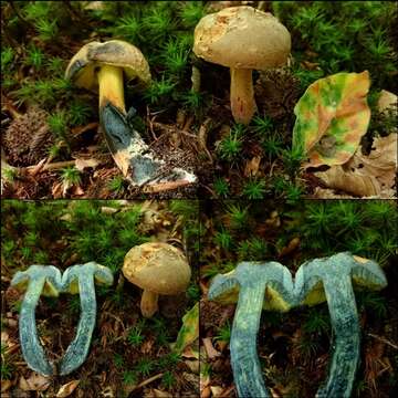 صورة Cyanoboletus