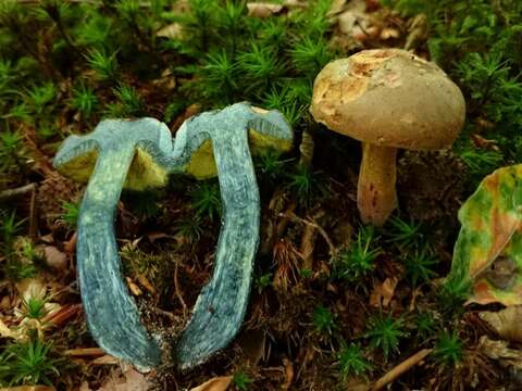 Image of Cyanoboletus