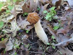 Image of Morchella punctipes Peck 1903