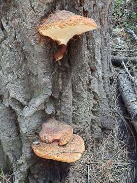 Plancia ëd <i>Fomitopsis schrenkii</i>