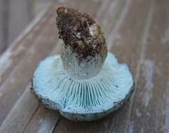 Sivun Hygrophorus caeruleus O. K. Mill. 1984 kuva