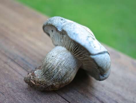 Слика од Hygrophorus caeruleus O. K. Mill. 1984