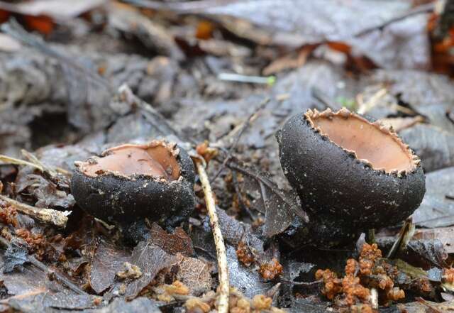 Plancia ëd Sarcosomataceae