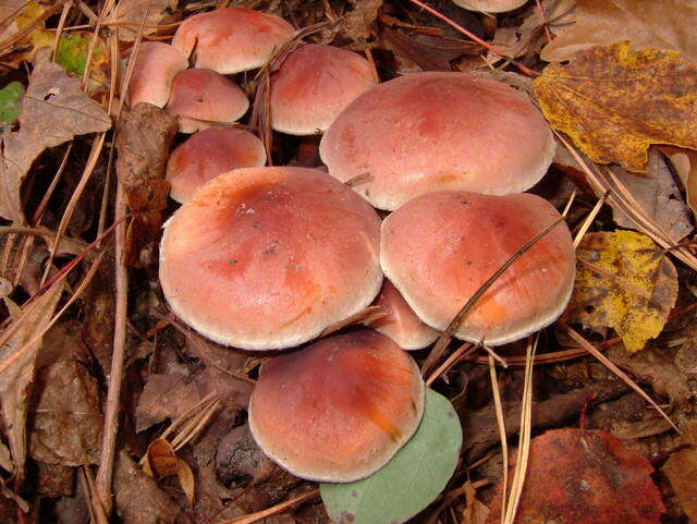 Image of Hypholoma