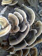 Image of Trametes