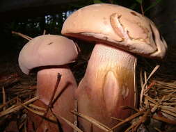 Image of Tylopilus violatinctus T. J. Baroni & Both 1998