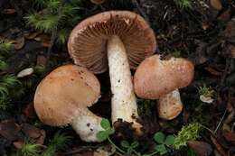 Image of Cortinarius alboroseus (R. Heim) Peintner, E. Horak, M. M. Moser & Vilgalys 2002