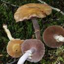 Image of Cortinarius meleagris (E. Horak & G. M. Taylor) E. Horak, Peintner, M. M. Moser & Vilgalys 2002