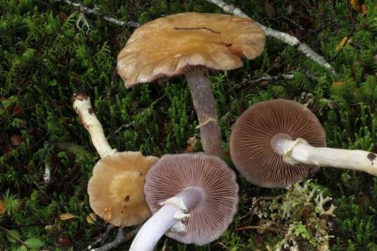 Image of Cortinarius meleagris (E. Horak & G. M. Taylor) E. Horak, Peintner, M. M. Moser & Vilgalys 2002