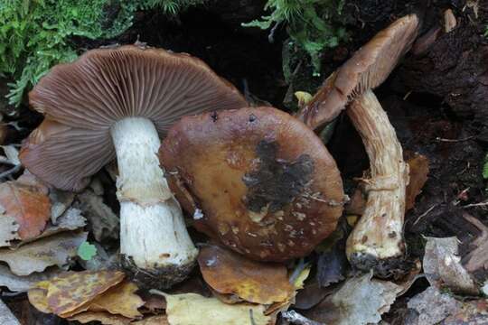 Imagem de Cortinarius subcastanellus E. Horak, Peintner, M. M. Moser & Vilgalys 2002