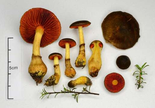 Image of Dermocybe