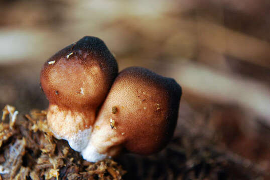 Image de Lycoperdon Pers.