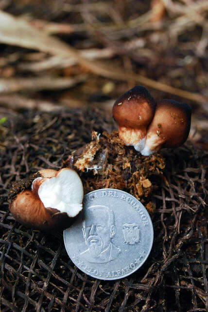 Image of Lycoperdon Pers.