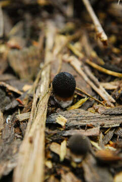 Image of Lycoperdon Pers.