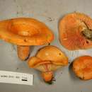 Image of Lactarius aestivus Nuytinck & Ammirati 2014