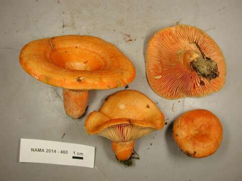 Image of Lactarius aestivus Nuytinck & Ammirati 2014