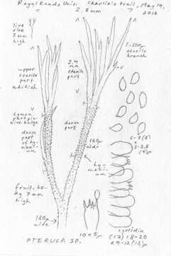 Plancia ëd Pterulaceae