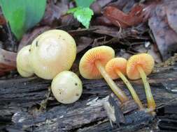 Image of Mycena leaiana (Berk.) Sacc. 1891