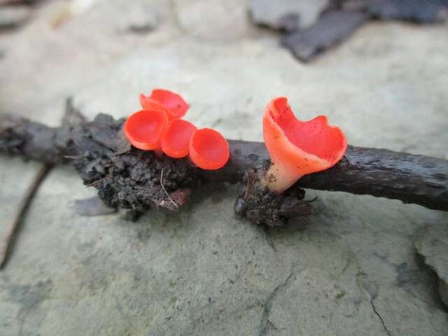 Sivun Sarcoscyphaceae kuva