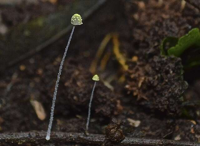 Image of Mycena chloroxantha Singer 1983