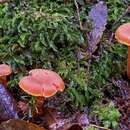 Image of Hygrocybe rubrocarnosa (G. Stev.) E. Horak 1971