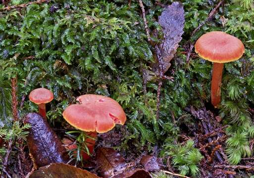 Слика од Hygrocybe rubrocarnosa (G. Stev.) E. Horak 1971