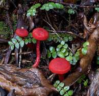 Image of waxcaps (fungi)