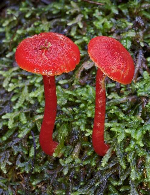 Image de Hygrocybe firma (Berk. & Broome) Singer 1958