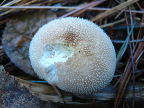 Imagem de Lycoperdon