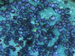 Image of porpidia lichen